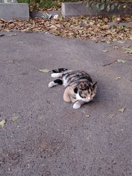 Donez pisicuță de 4 luni, Galați