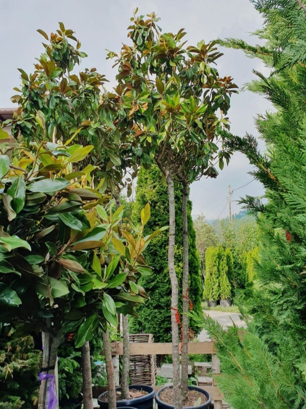 Magnolia grandiflora tot timpul verde/ Magnolia soulangeana, Pin mugo