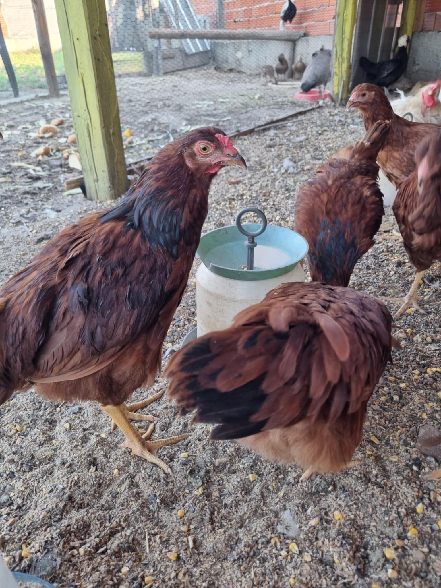 Червен Роуд Айлънд (Rhode Island Red)