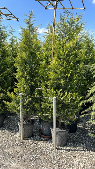 Plante ornamentale