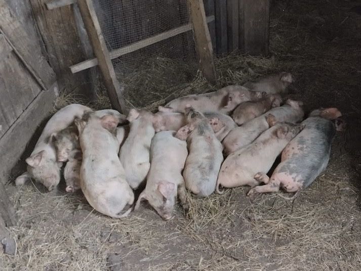 Продам поросят, 1.5 месяца