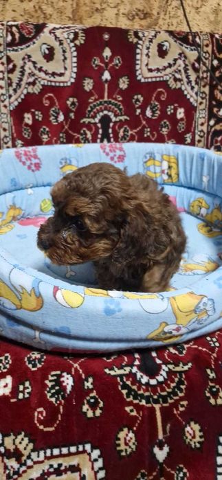 Puiuti CAVAPOO foarte jucausi si iubitori