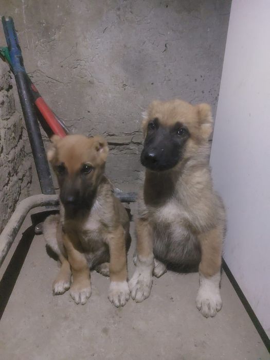 Тобет кушиктер сатылады ыры тяж кушиктер