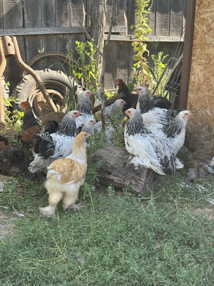 Cocosi brahma hd