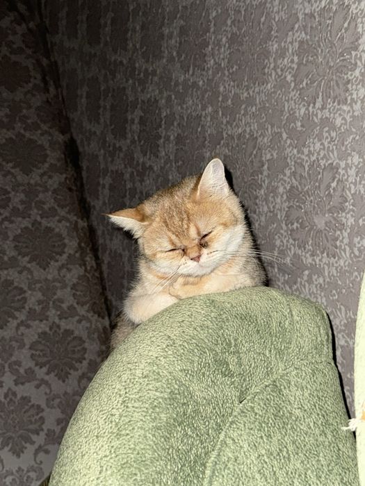 Кошка шиншилла девочка