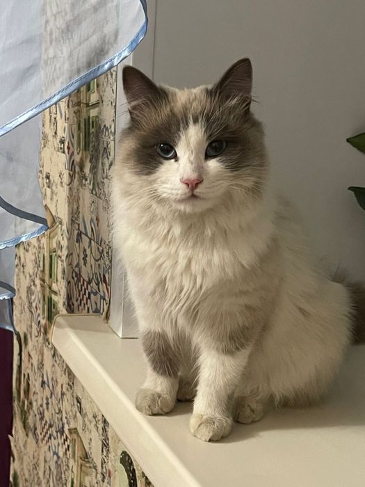 Отдам кота в добрые руки