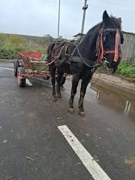 Vând iapă căruță românească