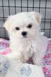 Bichon Maltez  B