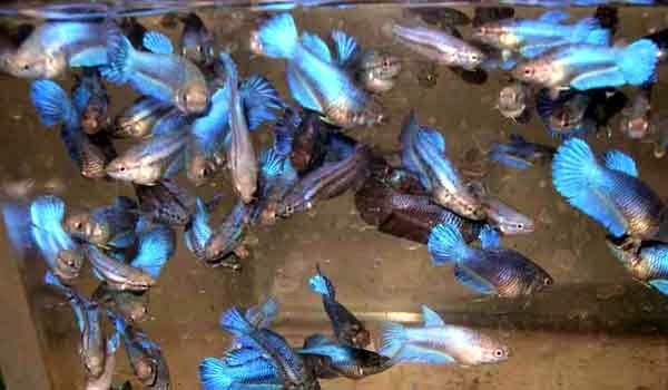 Продам  - петушки