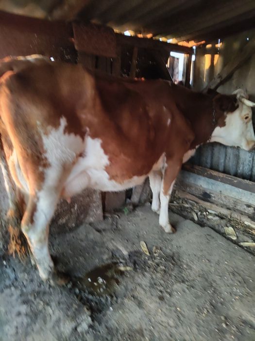 Vănd vacă bălțată românească