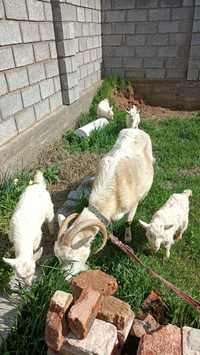 Продам козу с 4 козлятами
