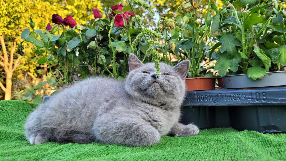 Scottish straight și scottish fold.