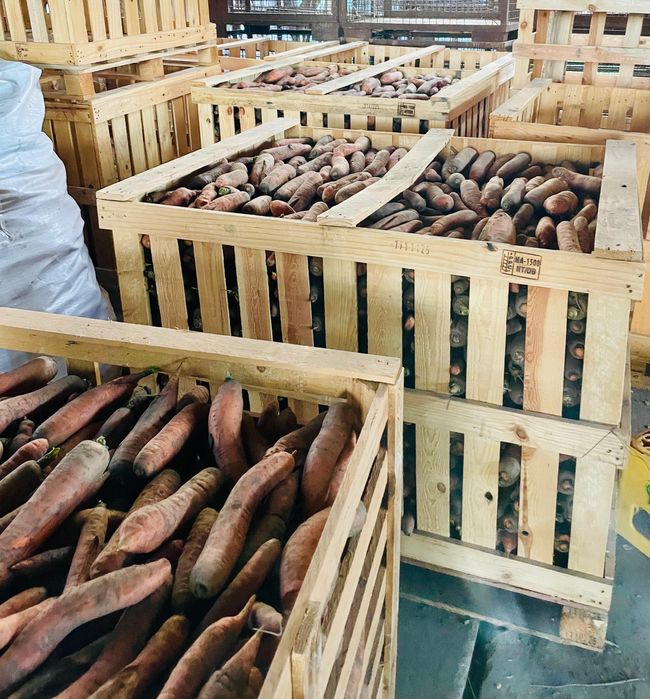 Morcovi pentru animale