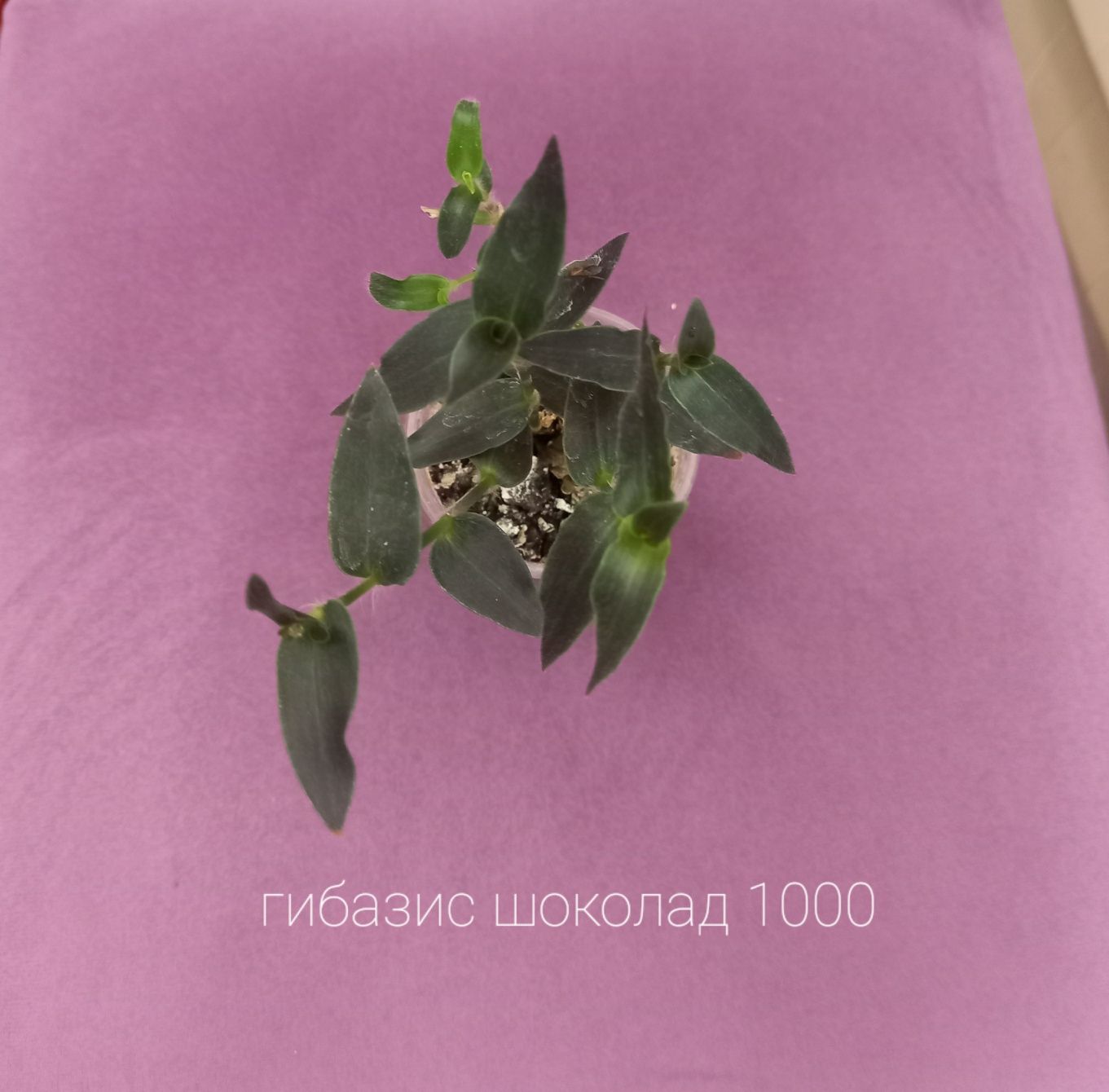 Традесканция, каллизия, комнатное растение, цветы