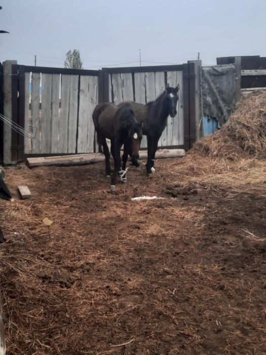 Еркек жабағылар сатылады