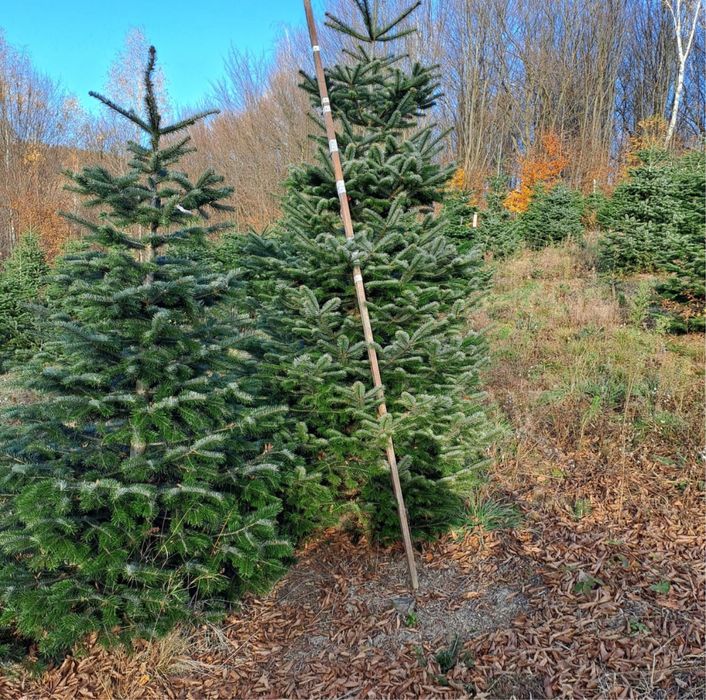 Brazii argintii/verzi,dif inaltimi dif specii de plante