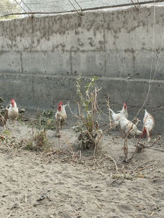 sotiladi hõroz 100000