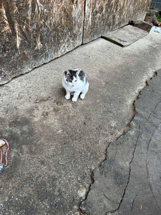 Donez pisici  și un pat în stare buna