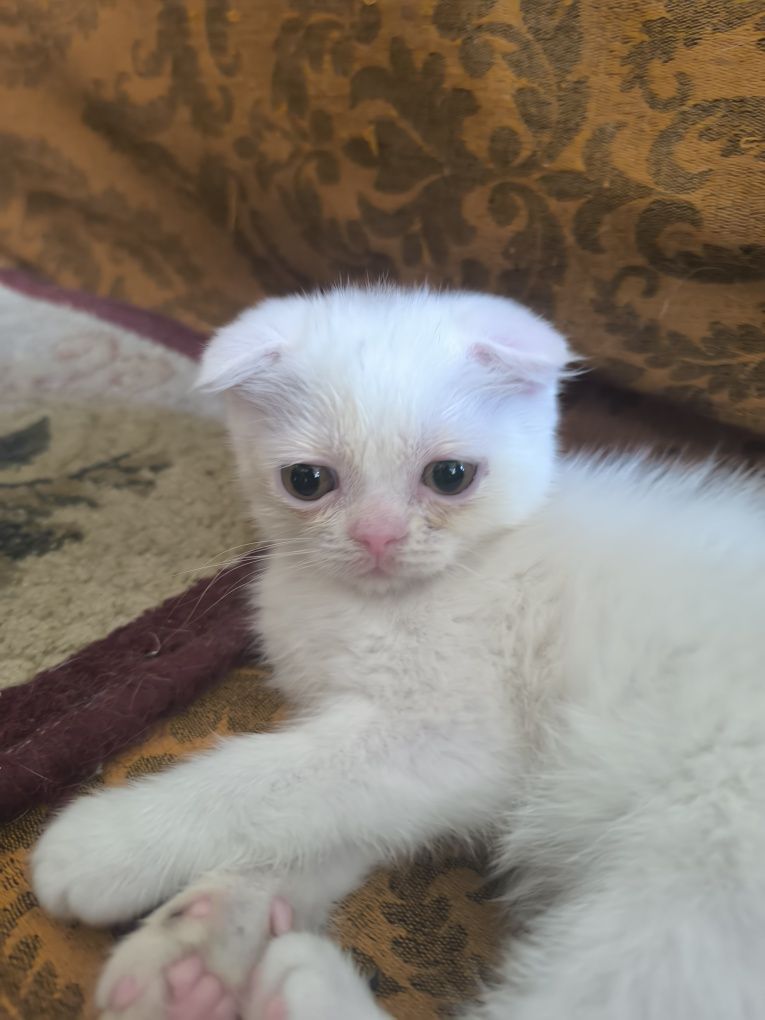 Шотландские вислоухие котята