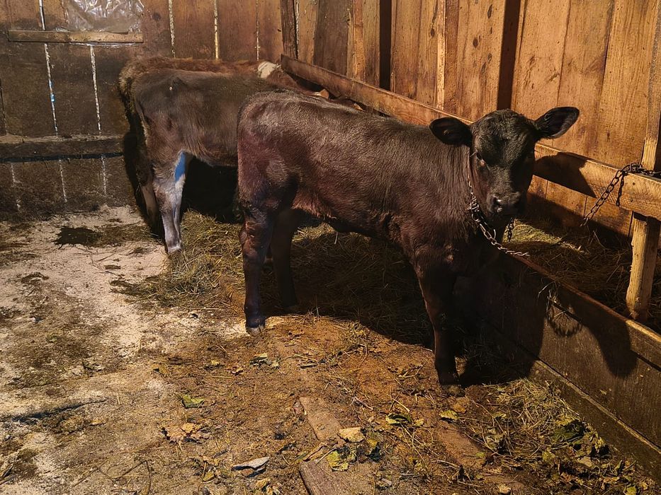 Vițele de vînzare un angus un belgian și bălțate
