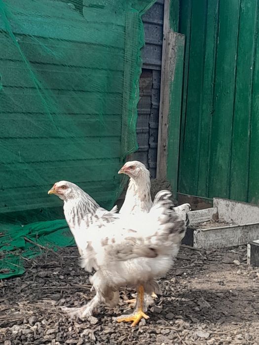 Продам кур брама