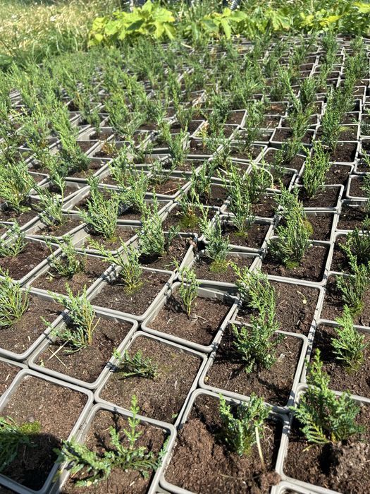 Chiparos laylandi 7 lei/buc