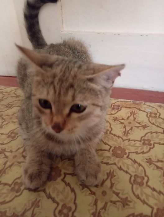 Бесплатно Милая кошка в добрые ,  ей 4,5 месяцев , еще маленькая