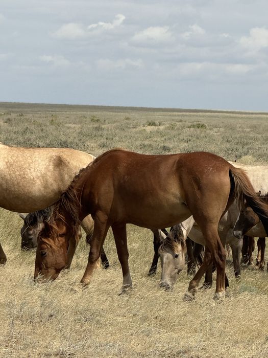 Дөнен және құнан байталдар