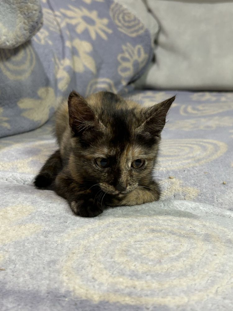 Котенок девочка.