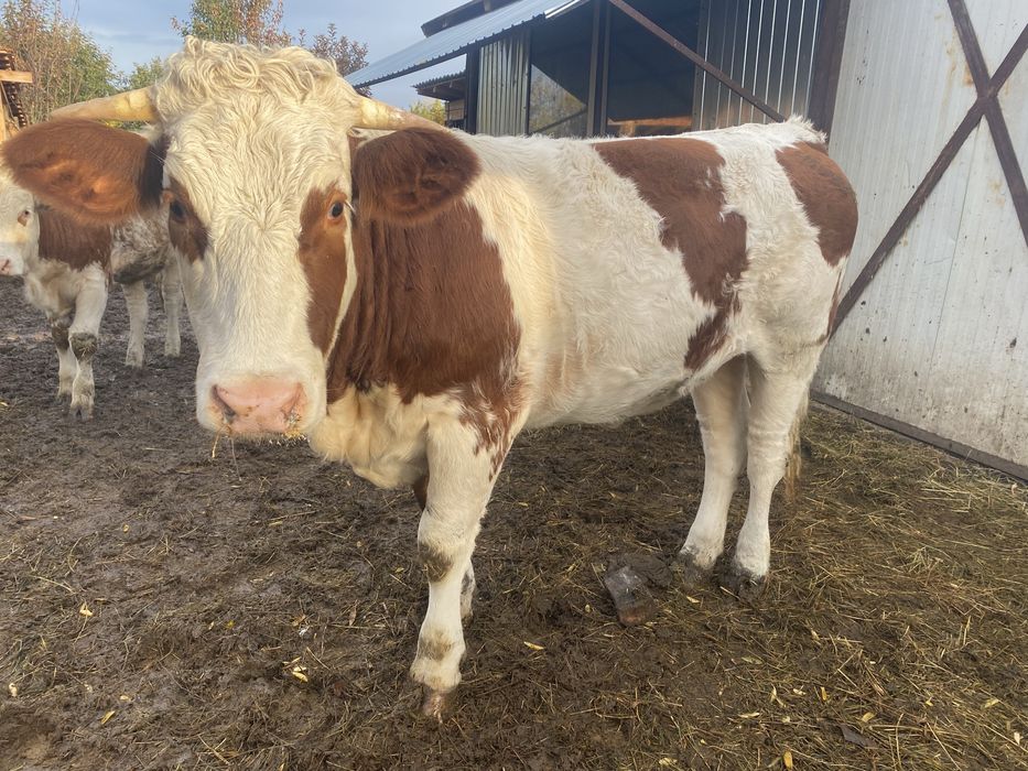 Juninci de fatare (vaca ,vitei ) am si transport