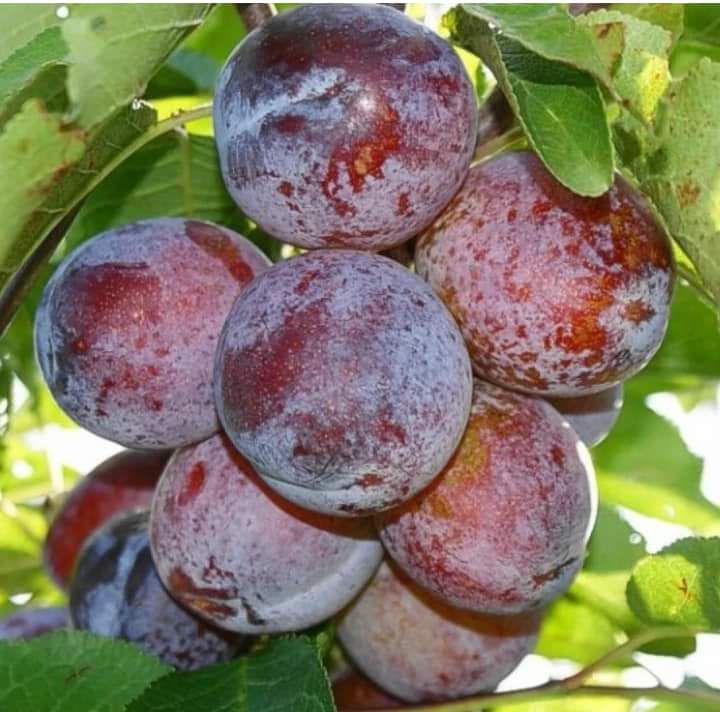 Pomi fructiferi COLUMNARI