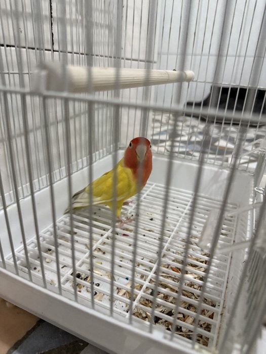 Неразлучник totiqush