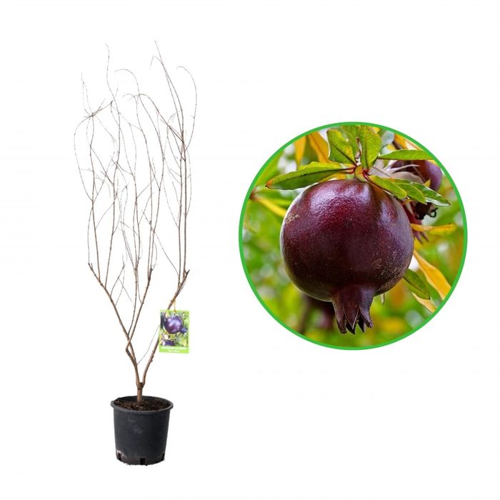 Pomi Fructiferi Exotici la Ghiveci (Rodiu )