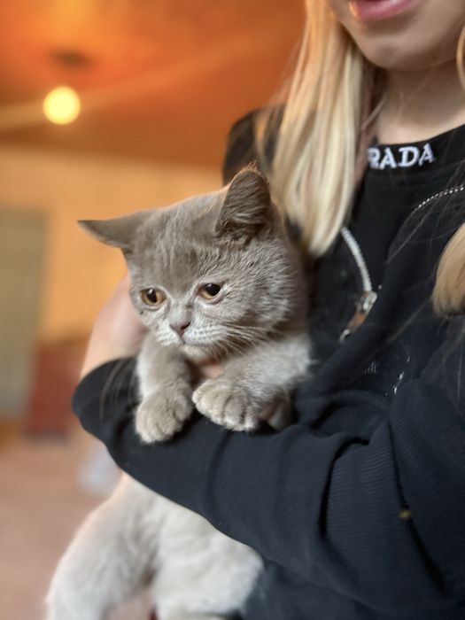 Британский котенок