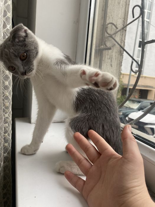 Шотландская вислоухая кошка