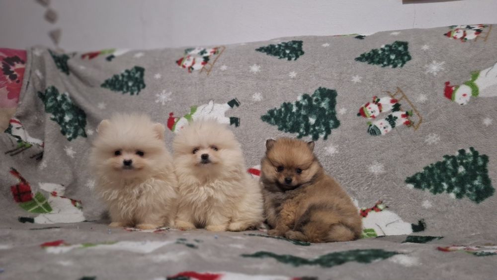 Померан мини померанчета