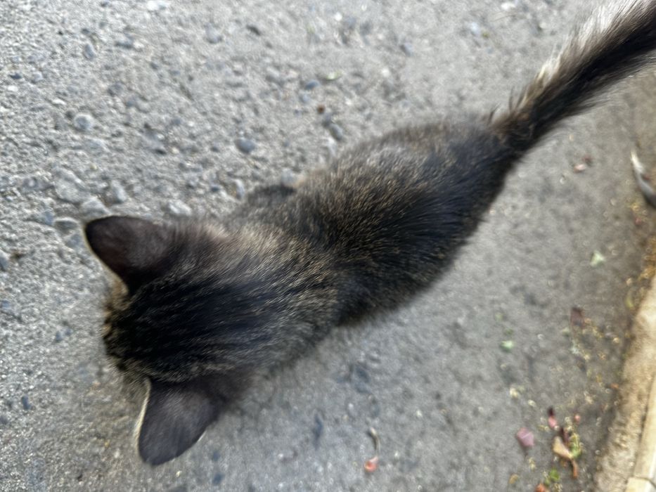 Котята,  две девочки в добрые руки