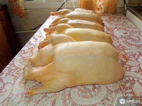 Мясо        гуся