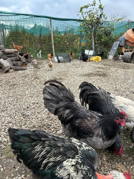 Vand cocosi gaini pui australorp