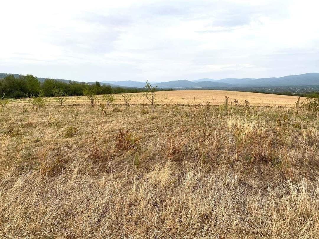 Панорамен парцел в регулация в село Церова кория
