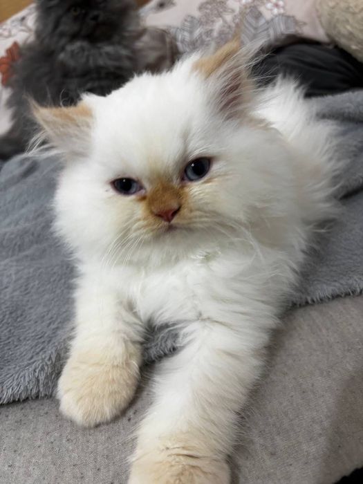 Pisica persana motanel