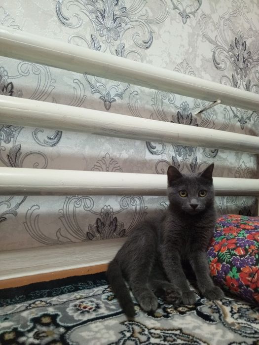 Toza uy mushugi sotiladi