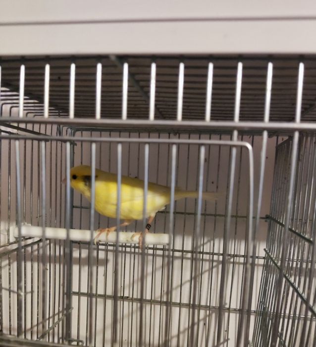 Canari Malinois waterslager