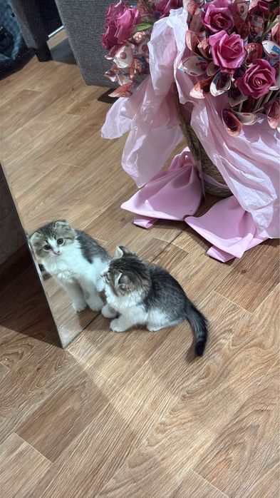 Котенок в хоршие руки