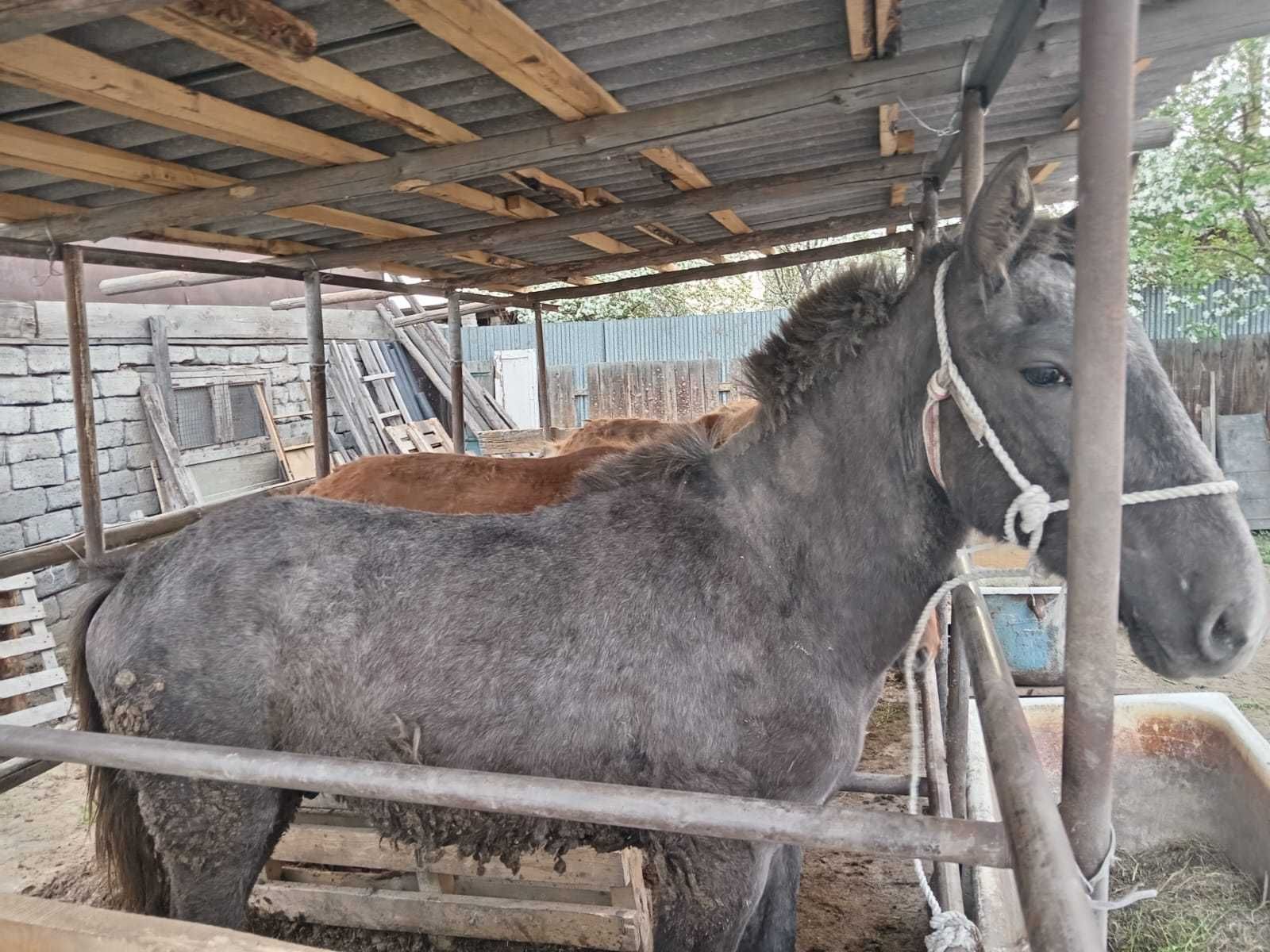 1 жасар айгыр полу тяж езженый спокойны шаг хороший