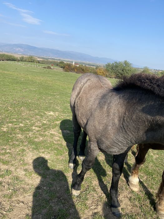 Vând mânză de 4 luni