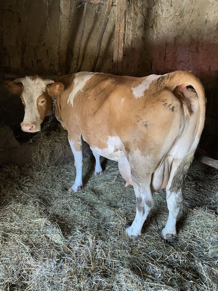 Vaca baltata romaneasca