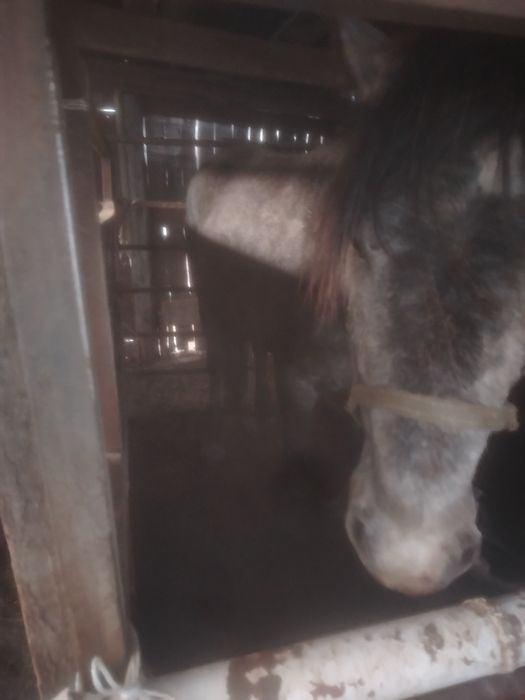 Продам байтал 4 жасар денесі жақсы бағасы 700000