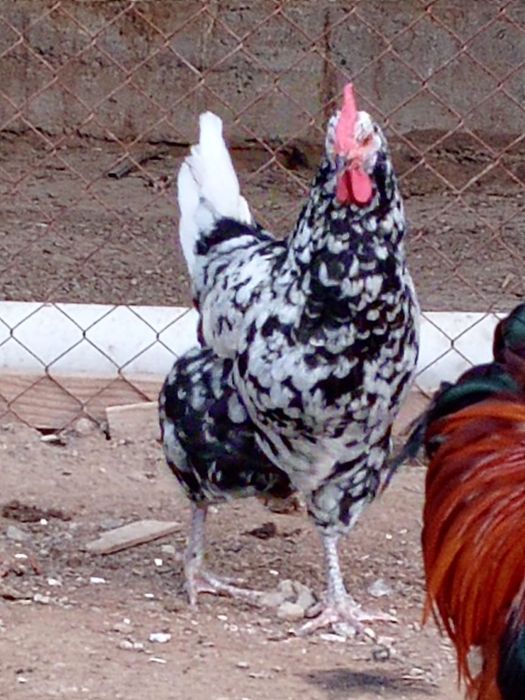 Тауықтар. Курицы