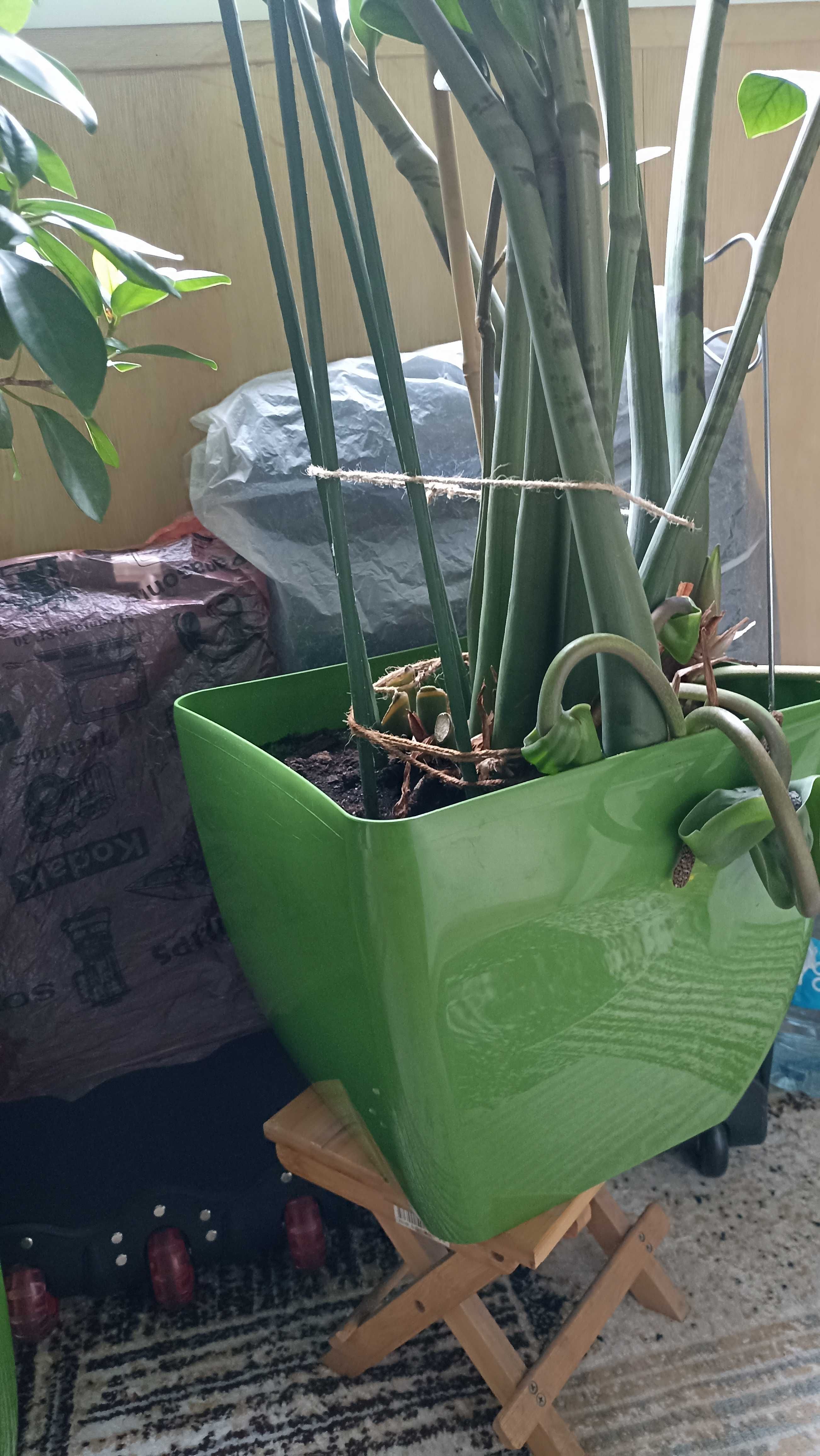 Растения для офиса в хороших горшках